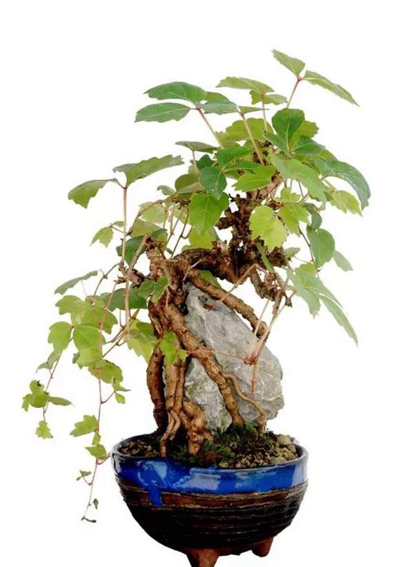 爬山虎造型盆景 爬山虎造型盆景