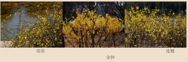 迎春花、金鐘和連翹如何區(qū)分？