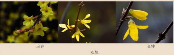 迎春花、金鐘和連翹如何區(qū)分？
