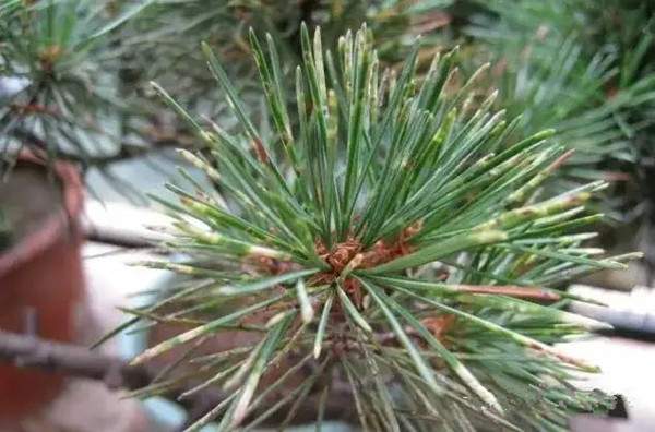 受蚜蟲和紅蜘蛛侵害的松針 受蚜蟲和紅蜘蛛侵害的松針