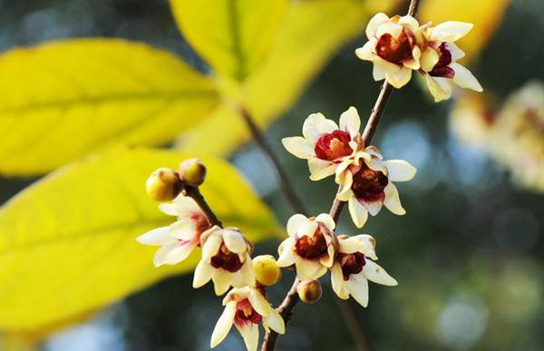 小花臘梅、狗牙梅）