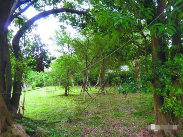 家庭要栽樹(shù)