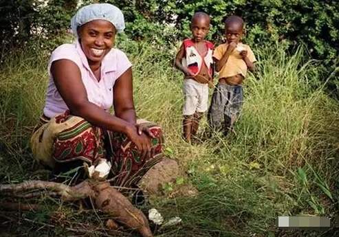 生孩子栽一棵樹(shù)苗