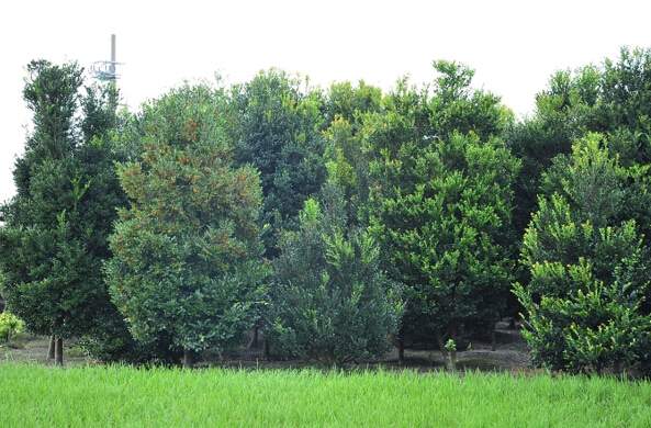 日本樹(shù)木銀行