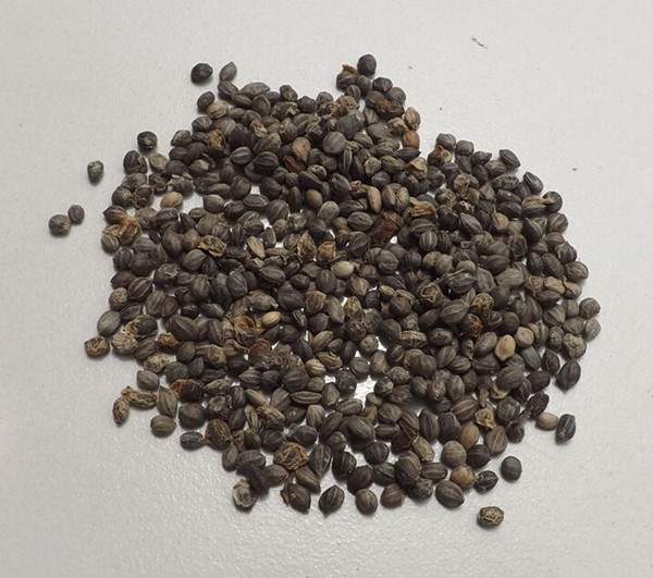 紅王子錦帶種子--長(zhǎng)景園林 紅王子錦帶種子--長(zhǎng)景園林