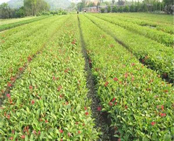 紅王子錦帶苗--長(zhǎng)景園林 紅王子錦帶苗--長(zhǎng)景園林