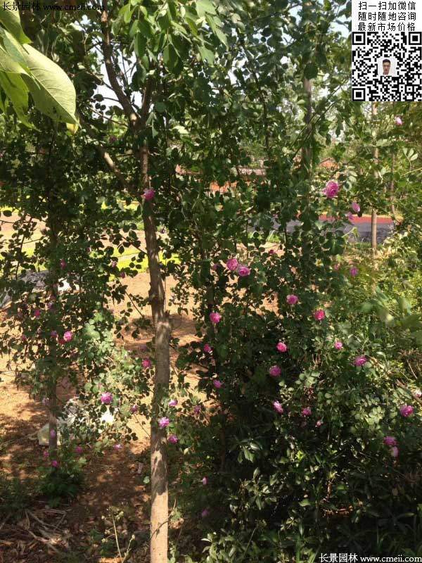 粉團(tuán)薔薇花苗