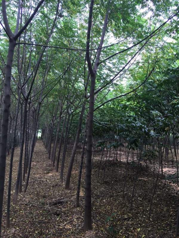 銷(xiāo)售7公分8公分苦楝樹(shù)