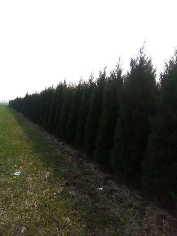 高度2.7米2.8米3米蜀檜價(jià)格優(yōu)惠 高度2.7米2.8米3米蜀檜價(jià)格優(yōu)惠