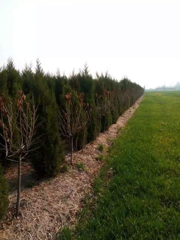 高度2.7米2.8米3米蜀檜價(jià)格優(yōu)惠 高度2.7米2.8米3米蜀檜價(jià)格優(yōu)惠