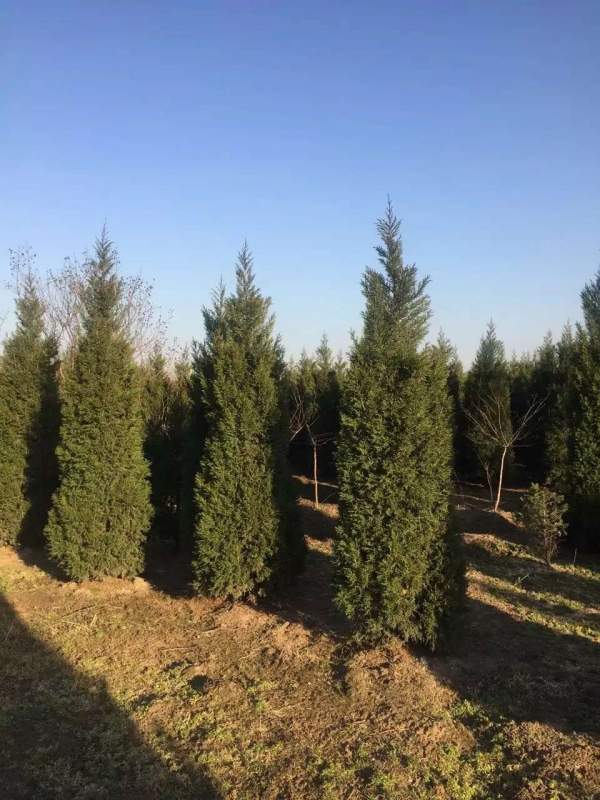 高度2.7米2.8米3米蜀檜價(jià)格優(yōu)惠 高度2.7米2.8米3米蜀檜價(jià)格優(yōu)惠