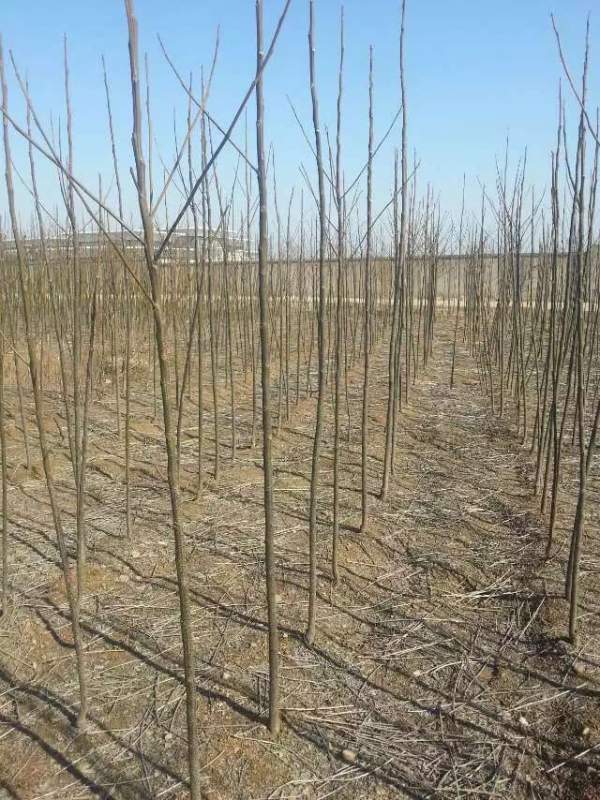 3公分4公分苦楝樹(shù)苗 3公分4公分苦楝樹(shù)苗