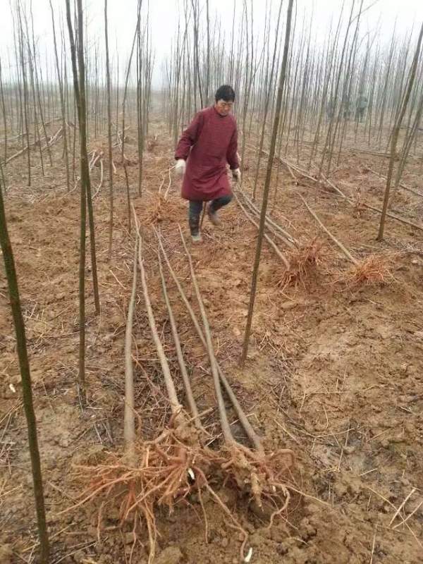 3公分4公分苦楝樹(shù)苗 3公分4公分苦楝樹(shù)苗