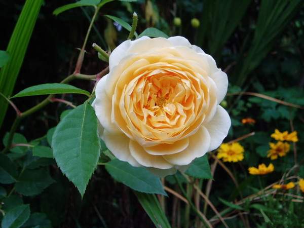 歐月-長(zhǎng)景園林 歐月-長(zhǎng)景園林