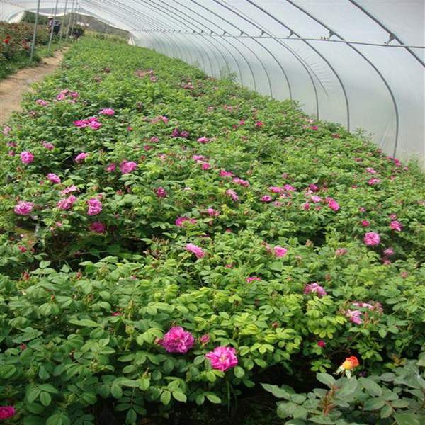 物美價(jià)廉的食用玫瑰在哪買？