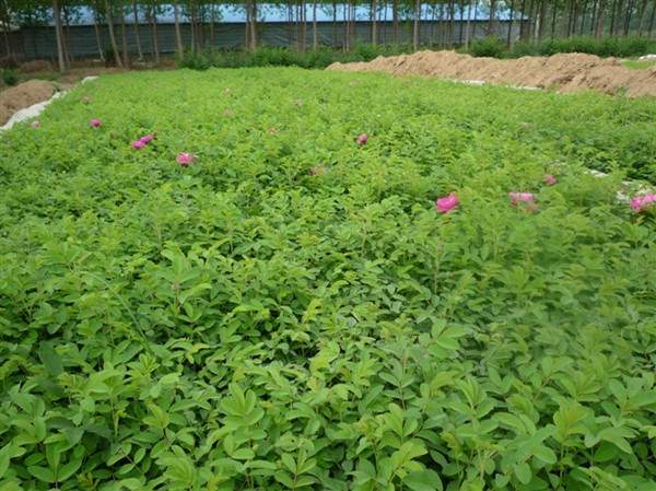 物美價(jià)廉的食用玫瑰在哪買？