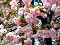 較大的櫻花樹基地，只有你不知道在哪里吧？