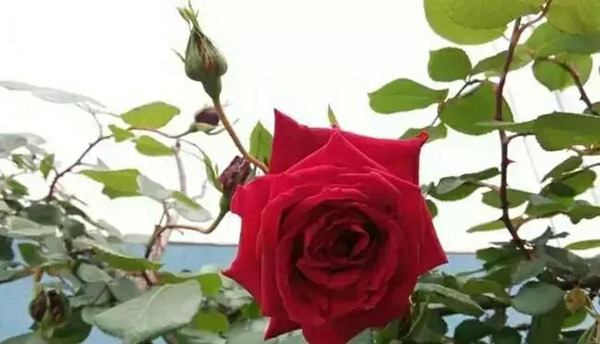 御用馬車(Etoile de Hollande，Climbing)