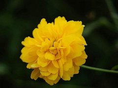 重瓣棣棠價格哪里便宜？產地在哪里？