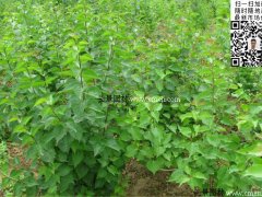 去那里購(gòu)買丁香苗最實(shí)惠？