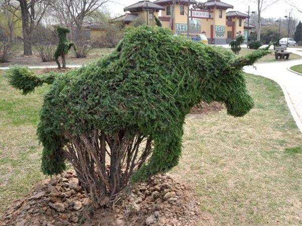 勁爆眼球的檜柏造型，心都醉了