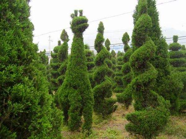 勁爆眼球的檜柏造型，心都醉了