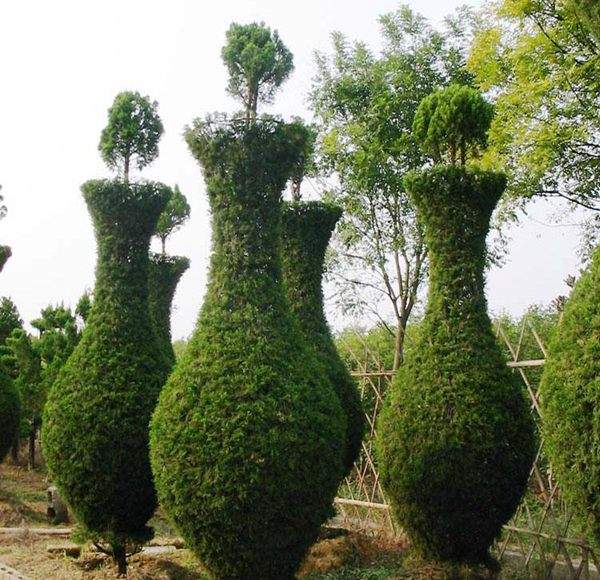 勁爆眼球的檜柏造型，心都醉了