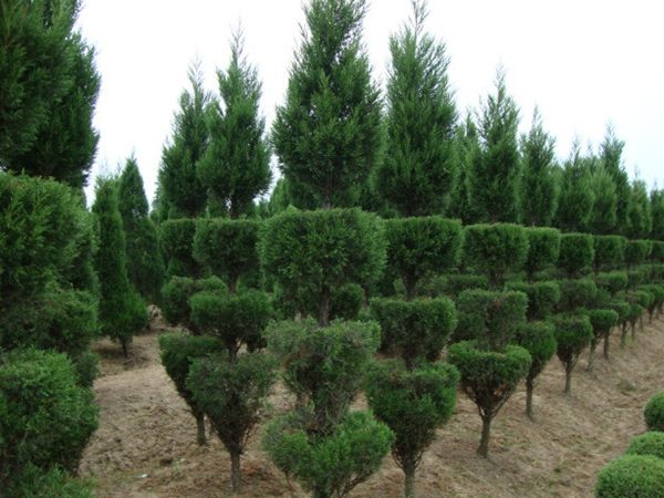 勁爆眼球的檜柏造型，心都醉了