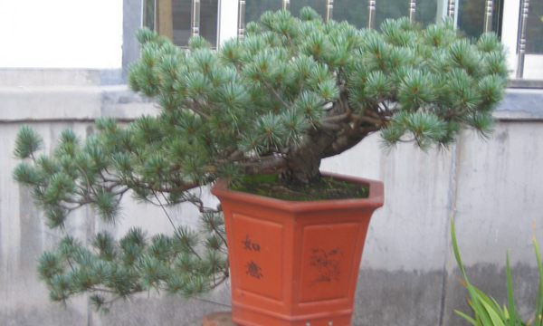 五針?biāo)稍煨?/> </p><p>
	五針?biāo)芍仓贻^矮，生長緩慢，葉短枝密，姿態(tài)高雅，樹形優(yōu)美，是制作盆景的上乘樹種，制作出的五針?biāo)傻脑煨颓ё税賾B(tài)，觀賞性非常好。</p>
      </div>



      
    </article>
  </main>

</div>
<footer id=