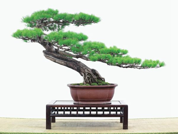 有著百變造型之王的五針?biāo)墒窃鯓訜挸傻?/><br/></div><p><strong>(1)取、審材</strong><br/>我國引種栽培五針?biāo)?,由于結(jié)實少,且多發(fā)育不良,種粒<a href='http://m.icelandview.com/huahaijianshe/138890.html' target='_blank'>發(fā)芽率</a>低,故多采用嫁接法繁殖。<br/>盆栽五針?biāo)?,是制作五針?biāo)膳杈暗闹饕牧?。它的根爪,可否顯露,樁干有無彎度,哪些地方突出好看,都要仔細(xì)審視一番。通過審材,找出好觀賞面。五針?biāo)捎^賞價值高低,在于姿色的奇妙與否。通過審材,進(jìn)行藝術(shù)取舍,決定部分根、枝、干、針葉的去留。<br/><strong>(2)上盆</strong><br/>①選盆:五針?biāo)勺藨B(tài)清秀古雅、翠葉蔥籠,宜用外型古雅,色澤深沉的紫砂陶盆。懸崖式用中深圓形盆或正方盆;斜干式、直干式則用長方形盆或橢圓盆;曲干式用稍深的馬槽盆;合栽式用較淺長方形盆,其大小可視樹形而選定。<br/>②用土:栽植五針?biāo)傻呐柰烈擞觅|(zhì)地疏松、肥沃的微酸性土,按輕壤60%,砂土3o%a與腐殖土to%的比例以及腐熟餅肥1份混合使用,PH值5-6最宜。<br/>③栽植:五針?biāo)缮吓柙灾惨源杭拘氯~吐芽前3月左右最好,也可在秋季新枝成長后8月中旬至9月進(jìn)行。上盆前修剪傷根、爛根,剪短粗根,在剪口上涂蠟,以防松脂外流。栽時盆土要稍干,盆底墊一層碎瓦片及粗砂之類,以利排水透氣。<br/>④造型與布局:五針?biāo)芍l自然形成層片,層次分明,線條清晰;生長緩慢,枝干上無不定芽萌發(fā),因此不耐修剪。粗枝不易屈曲,蟠扎造型必須從幼齡樹開始,五針?biāo)稍煨蛻?yīng)以吊扎為主,結(jié)合修剪,作為基本方法。<br/>制作五針?biāo)膳杈?,和其它?盆栽五針?biāo)桑侵谱魑遽標(biāo)膳杈暗闹饕牧?。它的根爪,可否顯露,樁干有無彎度,哪些地方突出好看,都要仔細(xì)審視一番。通過審材,找出好觀賞面。五針?biāo)捎^賞價值高低,在于姿色的奇妙與否。通過審材,進(jìn)行藝術(shù)取舍,決定部分根、枝、干、針葉的去留。<br/><br/><strong>制作五針?biāo)膳杈?,和其它盆景一樣,要注重盆面的布局,要講究自然,給人以舒適的美感。</strong><br/>盆面布局,應(yīng)有疏有密,或“疏能走馬”,或“密不通風(fēng)”。要突出主體,在一盆中,合栽幾株五針?biāo)桑怀鲋黧w,其余則為烘托與陪襯。<br/>盆面布局,要講究層次,這在盆中表現(xiàn)為粗細(xì)、大小的對比。細(xì)到一枝一根上下功夫,使之形象生動,景中有景。樹樁的枝干、針片,各占盆面多少位置,樹、石、亭、橋、屋宇、人物小品等配件的大小,要精心安排,恰到好處,突出盆景主題??傊浞诌\用藝術(shù)造型和造景手法以提高盆景的整體藝術(shù)美。<br/><br/></p><div align=