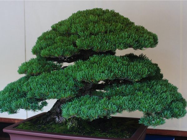 有著百變造型之王的五針?biāo)墒窃鯓訜挸傻?/><br/></div><p><strong>盆景的養(yǎng)護(hù)</strong><br/>(1）澆水<br/>盆土表面見干即澆透水。五針?biāo)上财赏?，忌盆土長濕不干。喜葉水，可常噴葉水。五針?biāo)上矟駶櫩諝?，夏、秋天氣干燥時，要進(jìn)行地面噴水，以增加小環(huán)境的空氣濕度。<br/>(z）施肥<br/>五針?biāo)刹幌泊蠓?、濃肥，施肥過多易傷根。在缺肥控水的情況下，可促其長成蒼老的姿態(tài)?？稍?-5月和9-11月，每月施淡肥水一次，6-8月不宜施肥。對幼樹可多施春肥，以加快生長，對成樹可在秋季多施一些肥，以利保型和越冬需要。<br/>(3）修剪<br/>五針?biāo)尚藜糁饕钦?，控制生長，保持樹形美觀。一般在每年3-4月間，新芽伸長而未成針前，可視情況摘掉部分芽。如頂芽過密，長勢旺盛可以多摘，反之少摘，摘芽宜在晴天進(jìn)行，傷口易愈合。此外還要根據(jù)樹形美的需要來考慮適度修剪，剪去過密枝、弱枝、枯枝以及多余枝條。枝條剪除宜在秋后進(jìn)行，為防止傷口流脂，應(yīng)及時用蠟封口為好。<br/>(4)病蟲害防治<br/>五針?biāo)沙Ｒ娙~銹病、根腐病、煤污病，介殼蟲、蚜蟲、紅蜘蛛等為害，可于冬季噴灑30倍石硫合劑或用農(nóng)藥予以防治。同時要注意通氣透光，盆土不宜過濕，以利于防治病蟲害。<br/></p>
      </div>



      
    </article>
  </main>

</div>
<footer id=