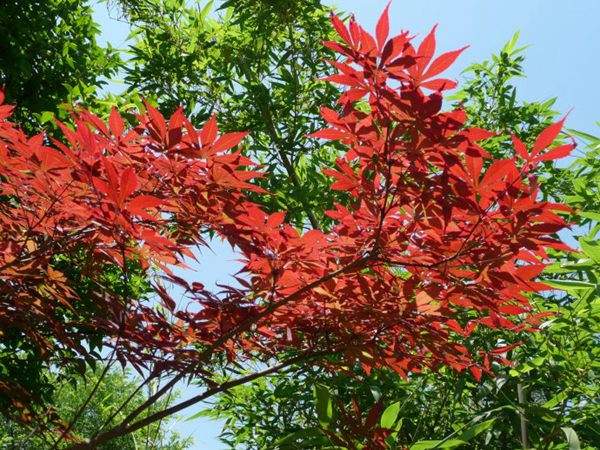 紅楓作衫，白楊為裙，美的傾國(guó)傾城！