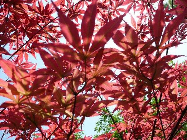 紅楓作衫，白楊為裙，美的傾國(guó)傾城！