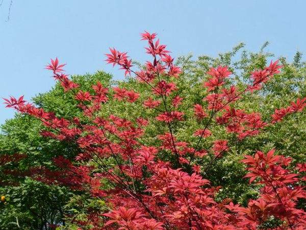 紅楓作衫，白楊為裙，美的傾國(guó)傾城！