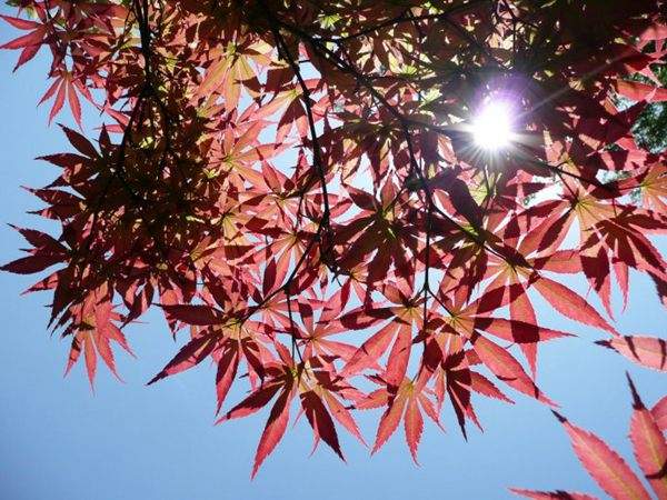 紅楓作衫，白楊為裙，美的傾國(guó)傾城！