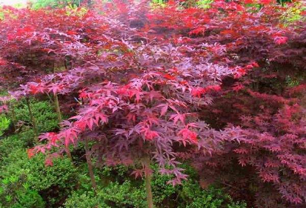 紅楓作衫，白楊為裙，美的傾國(guó)傾城！