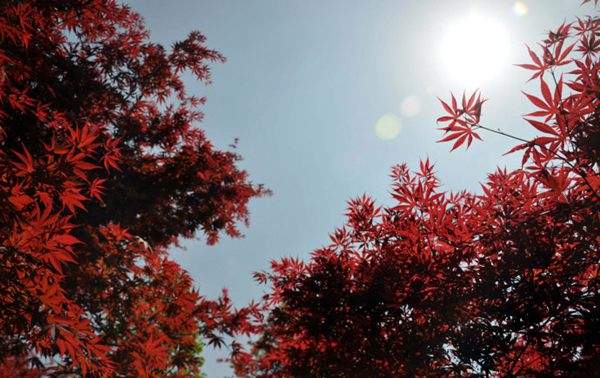 紅楓作衫，白楊為裙，美的傾國(guó)傾城！