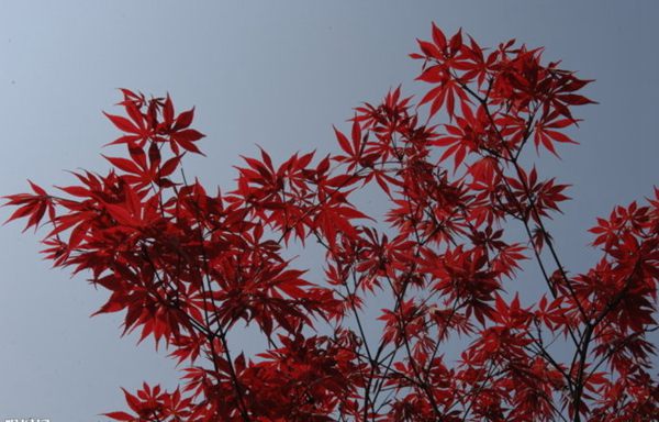 紅楓作衫，白楊為裙，美的傾國(guó)傾城！