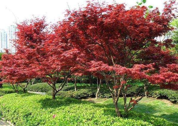 紅楓作衫，白楊為裙，美的傾國(guó)傾城！