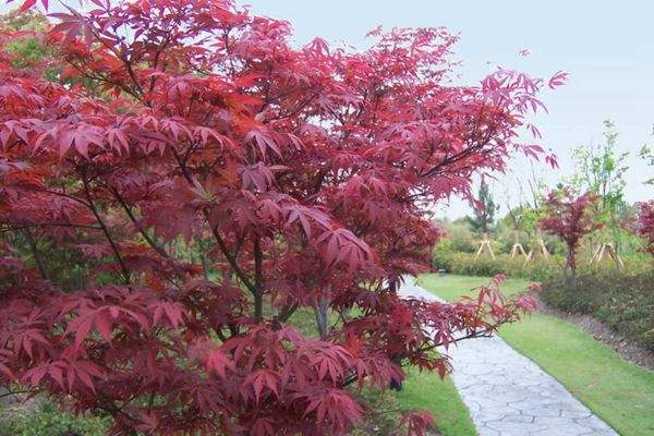 紅楓作衫，白楊為裙，美的傾國(guó)傾城！