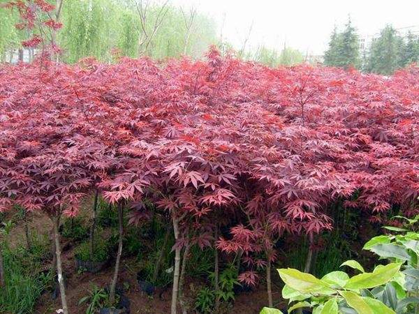 大型紅楓基地實拍圖曝光！