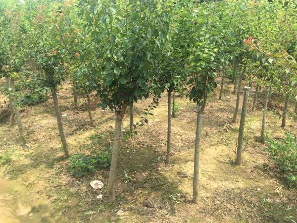 國(guó)內(nèi)數(shù)一數(shù)二紅梅花產(chǎn)地，你知道幾個(gè)