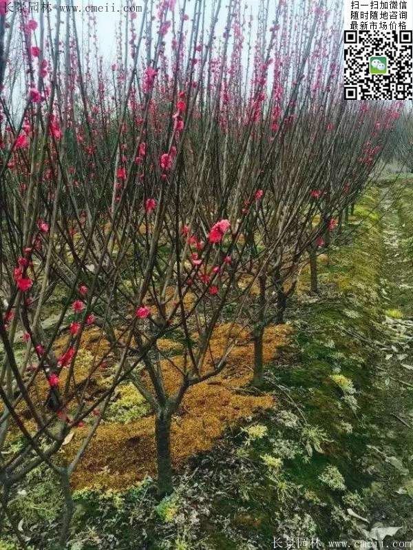 國(guó)內(nèi)數(shù)一數(shù)二紅梅花產(chǎn)地，你知道幾個(gè)