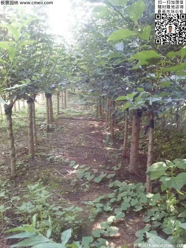 國(guó)內(nèi)數(shù)一數(shù)二紅梅花產(chǎn)地，你知道幾個(gè)