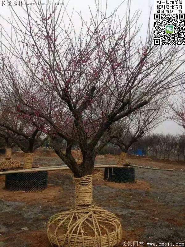 國(guó)內(nèi)數(shù)一數(shù)二紅梅花產(chǎn)地，你知道幾個(gè)