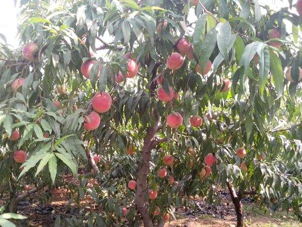 想知道桃樹結(jié)果多的秘訣嗎？