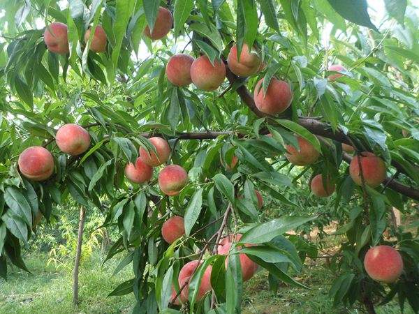 想知道桃樹結(jié)果多的秘訣嗎？