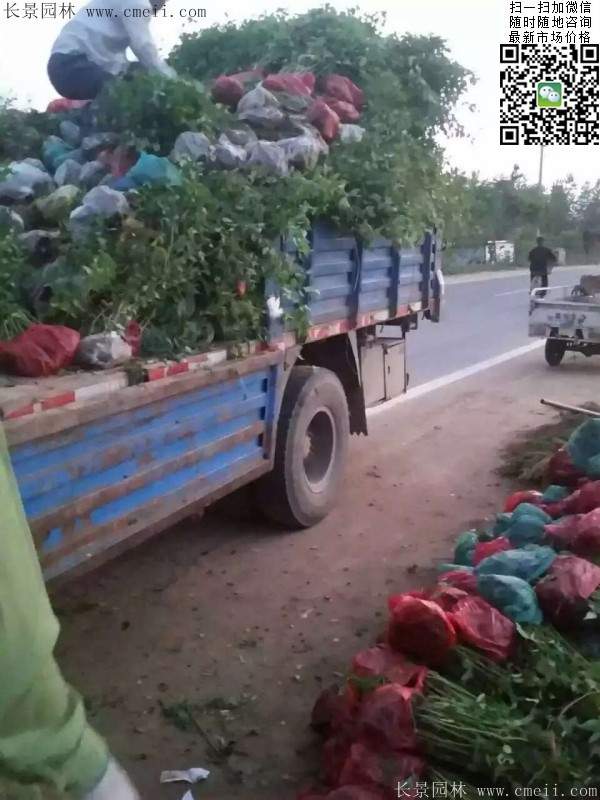 棣棠--長景園林 棣棠--長景園林