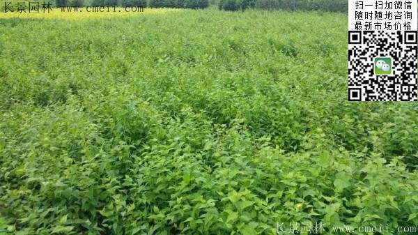 棣棠基地--長(zhǎng)景園林 棣棠基地--長(zhǎng)景園林