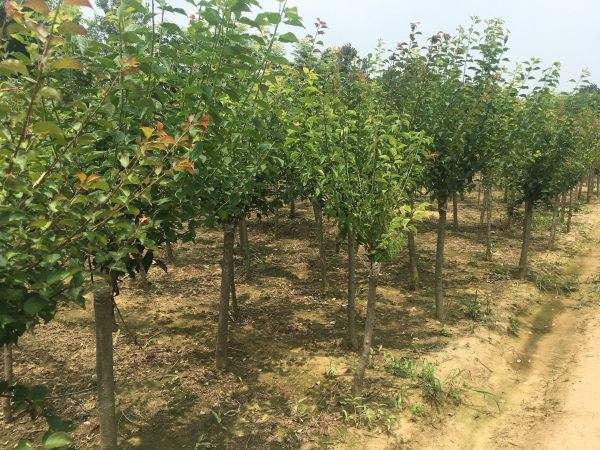 高端、大氣、上檔次的紅梅